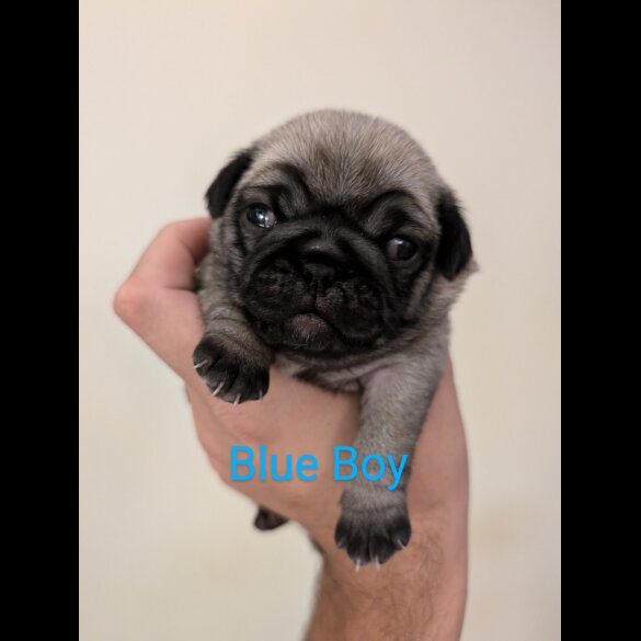 Pug - Both