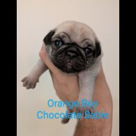Pug - Both