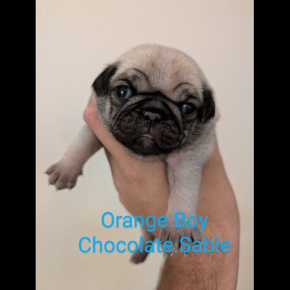 Pug - Both