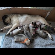 Pug - Both
