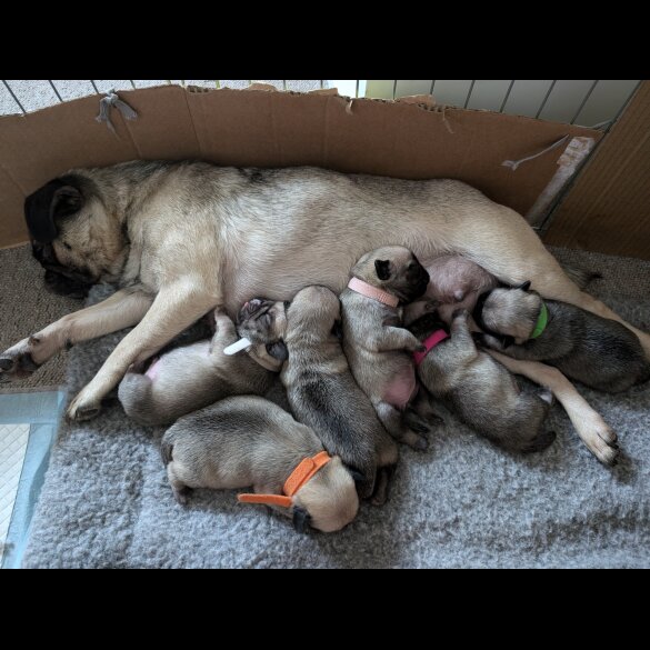 Pug - Both