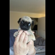 Pug - Bitches