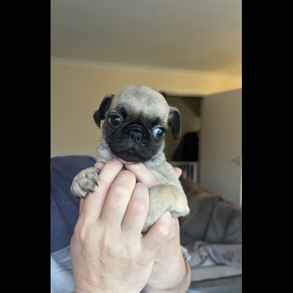 Pug - Bitches
