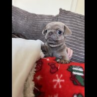 Pug - Bitches