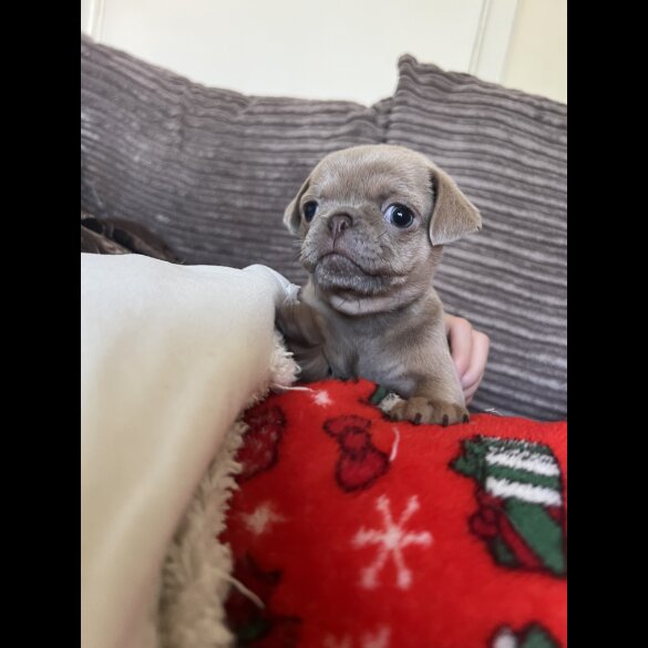 Pug - Bitches
