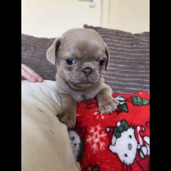 Pug - Bitches