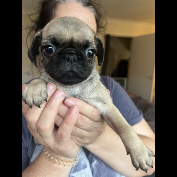 Pug - Bitches