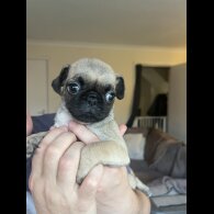 Pug - Bitches