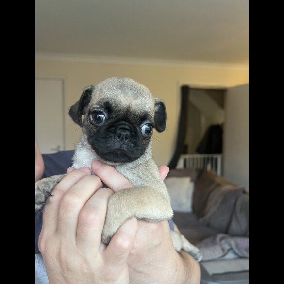 Pug - Bitches
