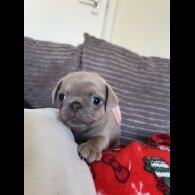 Pug - Bitches