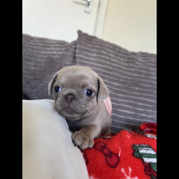 Pug - Bitches