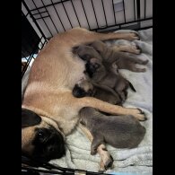 Pug - Bitches