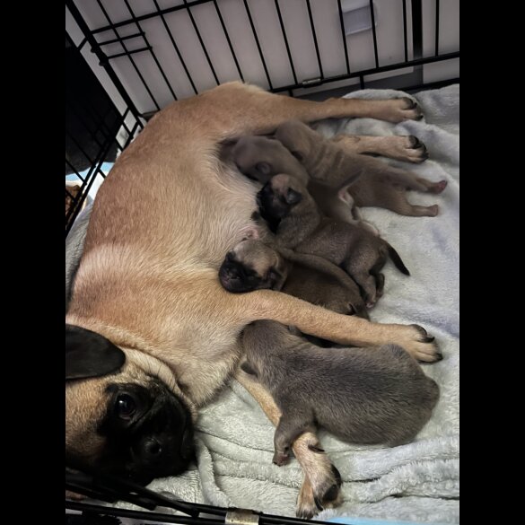 Pug - Bitches
