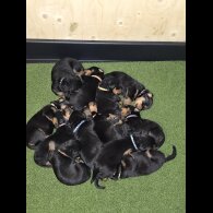 Rottweiler - Both