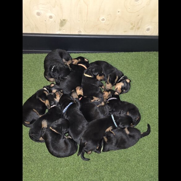 Rottweiler - Both