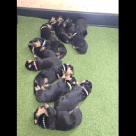 Rottweiler - Both