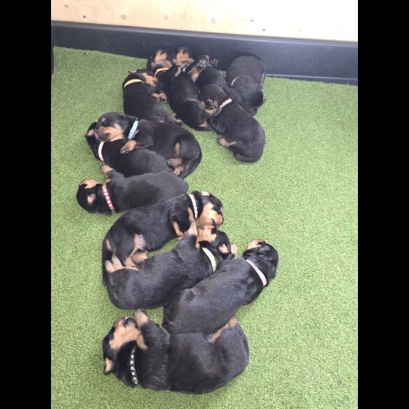 Rottweiler - Both