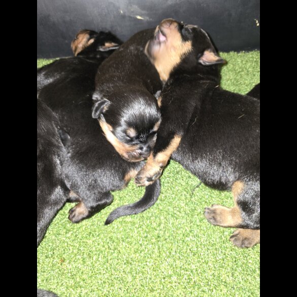 Rottweiler - Both