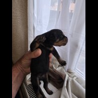 Rottweiler - Both