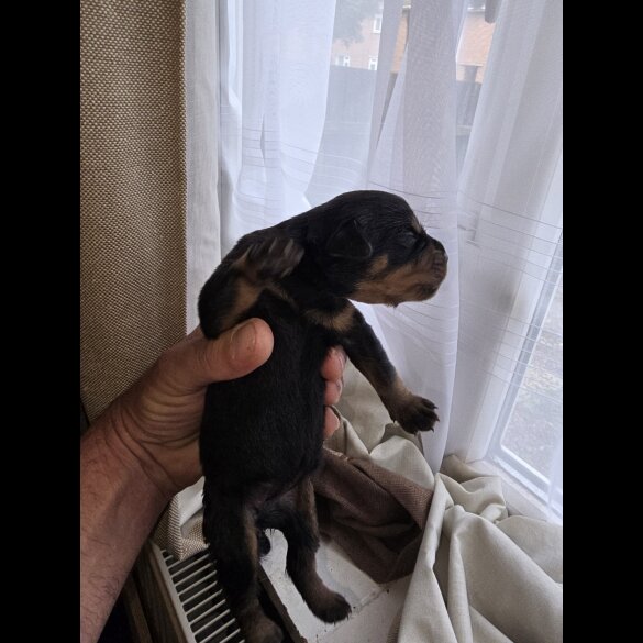Rottweiler - Both