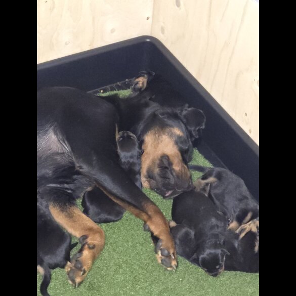 Rottweiler - Both