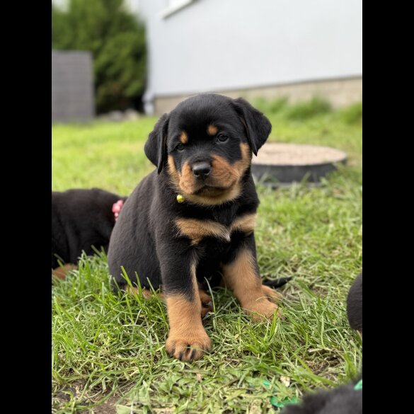 Rottweiler - Both