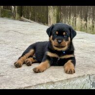 Rottweiler - Both