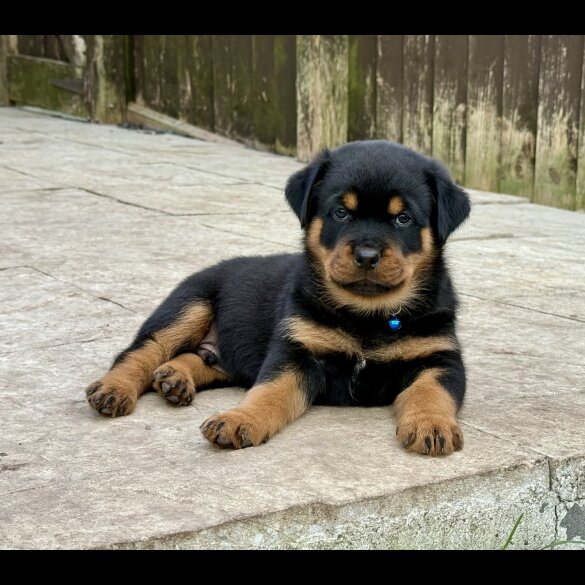 Rottweiler - Both