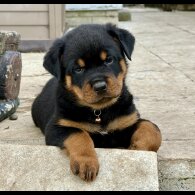 Rottweiler - Both