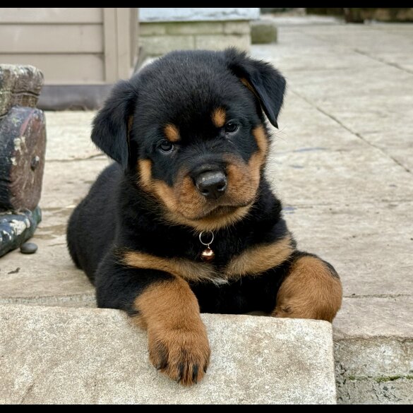 Rottweiler - Both