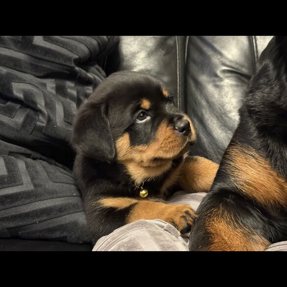 Rottweiler - Both