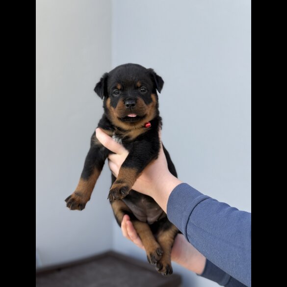 Rottweiler - Both