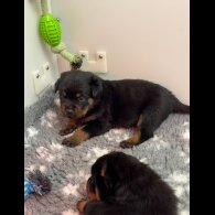 Rottweiler - Dogs
