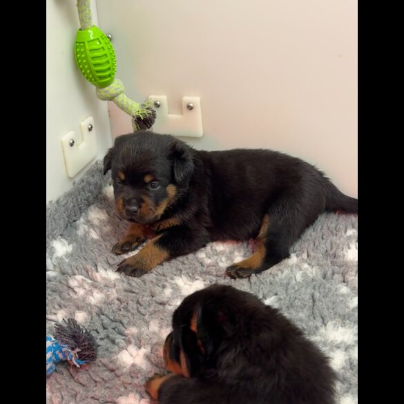 Rottweiler - Dogs