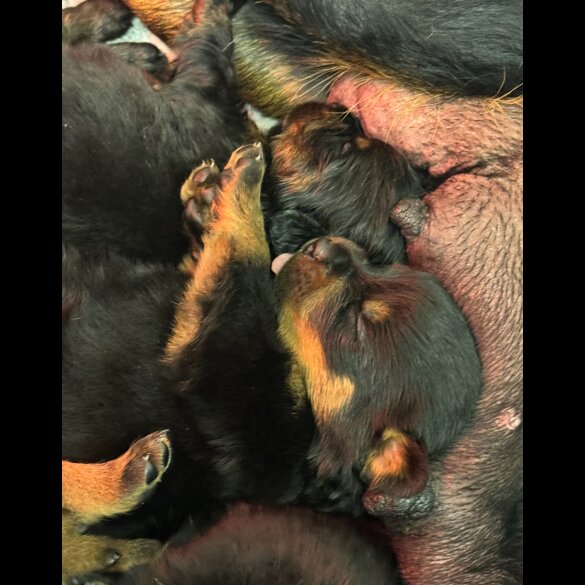 Rottweiler - Dogs