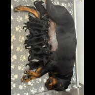 Rottweiler - Dogs