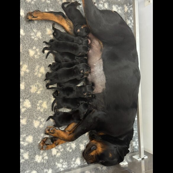 Rottweiler - Dogs