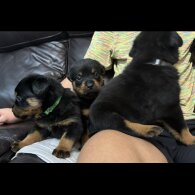 Rottweiler - Dogs