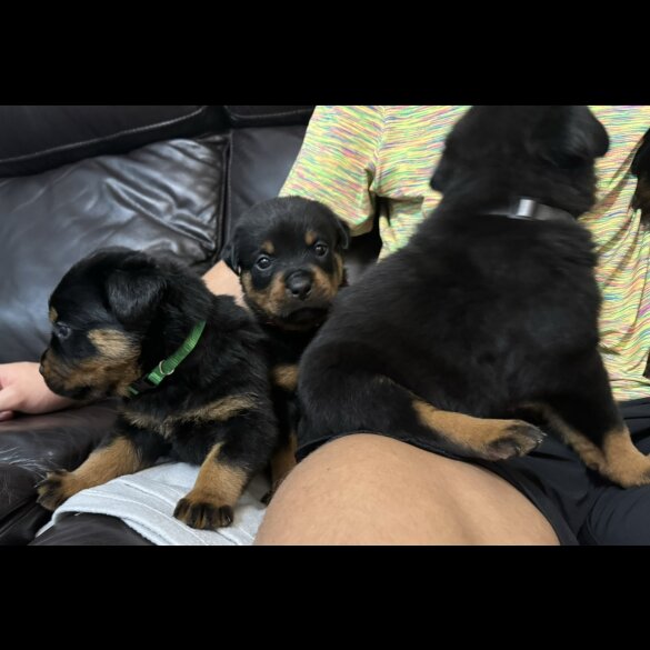 Rottweiler - Dogs