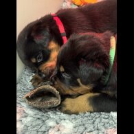 Rottweiler - Dogs