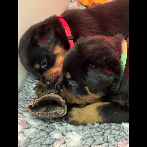 Rottweiler - Dogs
