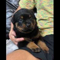 Rottweiler - Dogs