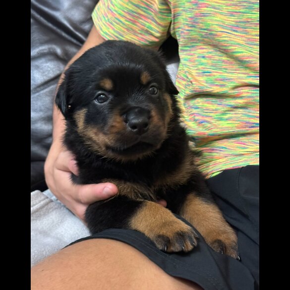 Rottweiler - Dogs