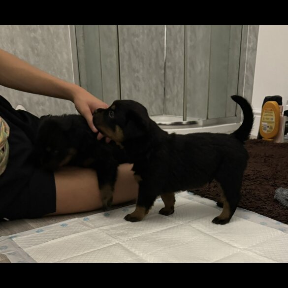 Rottweiler - Dogs