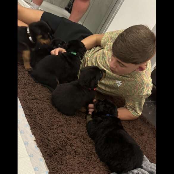 Rottweiler - Dogs