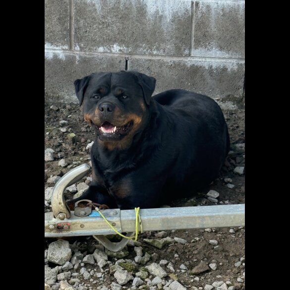 Rottweiler - Dogs