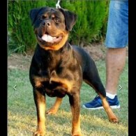 Rottweiler - Dogs