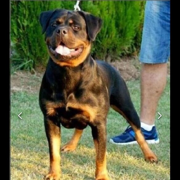 Rottweiler - Dogs