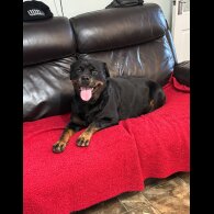 Rottweiler - Dogs