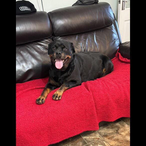 Rottweiler - Dogs